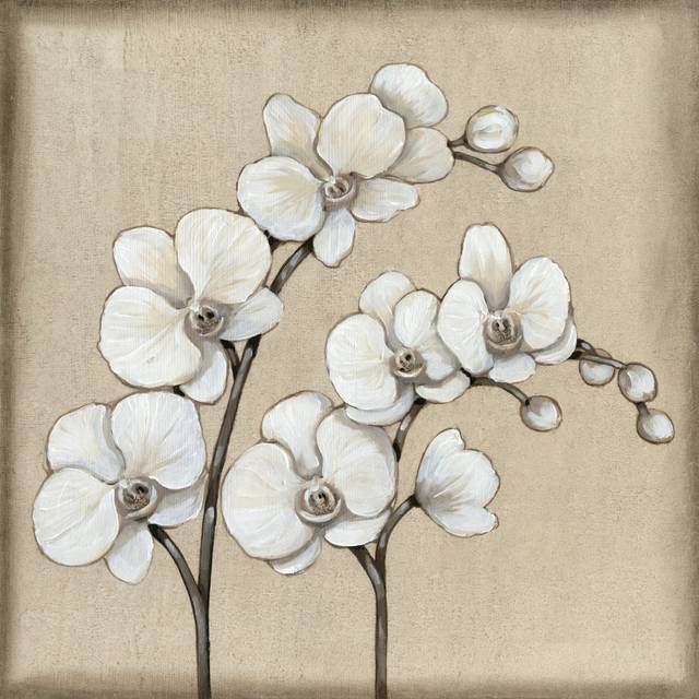 White Orchid II by Tim OToole - Wrapped Canvas Painting (51cm H x 51cm W x 3.8cm D)