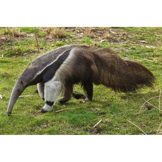Giant Anteater by Wrangel - Wrapped Canvas Photograph (81cm H x 122cm W)