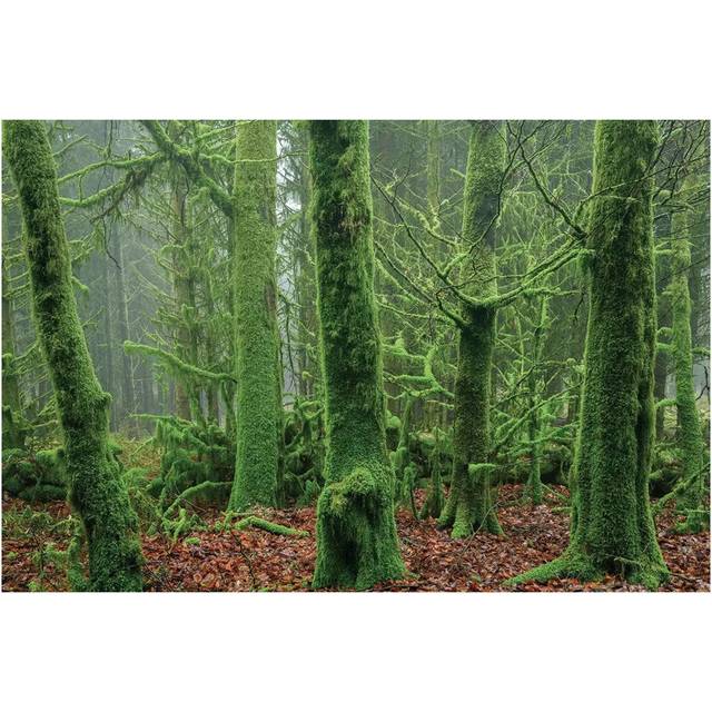 Enchanted Forest I by Adam Burton - Wrapped Canvas Graphic Art (30.48 cm H x 45.72 cm W)
