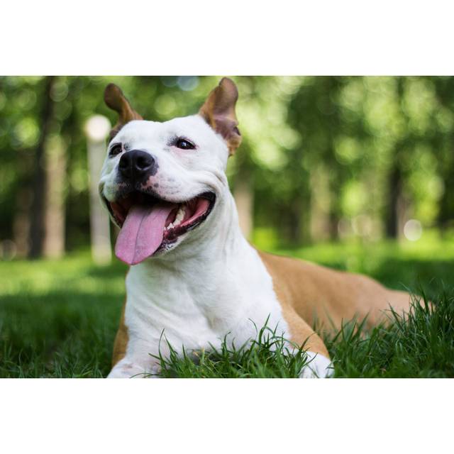 Happy Dog - Wrapped Canvas Photograph (81cm H x 122cm W x 3.8cm D)