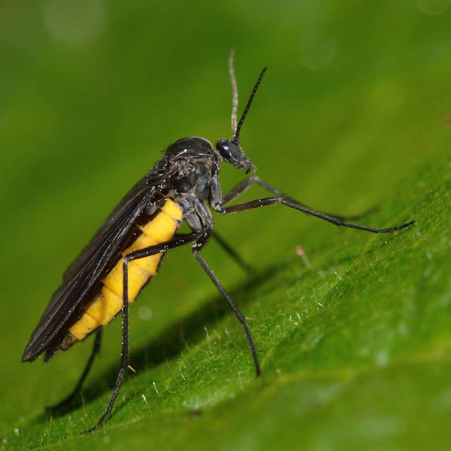 Towles Sciara Hemerobioides Fly by Ian Redding - Wrapped Canvas Photograph (76cm H x 76cm W x 3.8cm D)