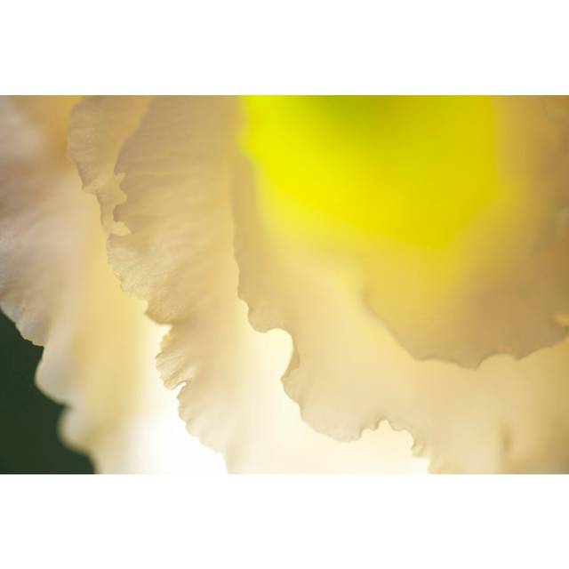 White Lisianthus II - Wrapped Canvas Painting Print (30cm H x 46cm W x 3.8cm D)