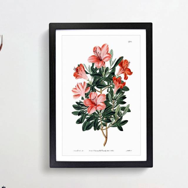 Red Chinese Azalea - Picture Frame Painting Print - Black Framed (65cm H x 48cm W x 2cm D)