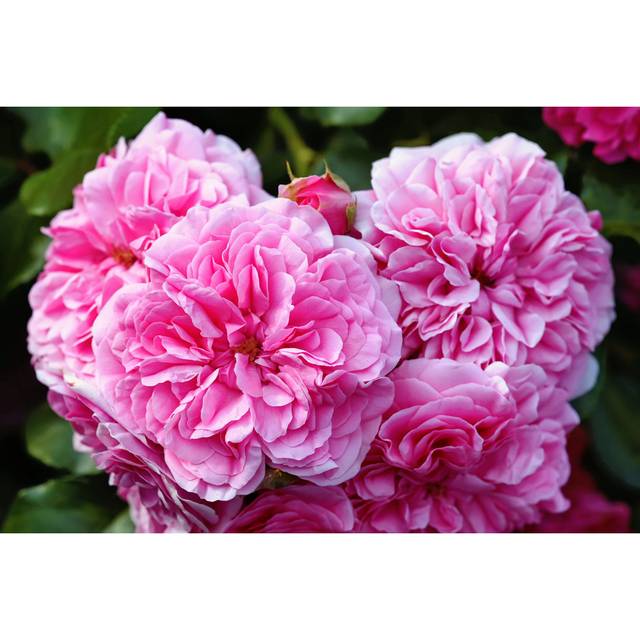 Centifolia the Provence Rose Or Cabbage Rose Or Rose De Mai - Wrapped Canvas Photograph (81cm H x 122cm W x 3.8cm D)