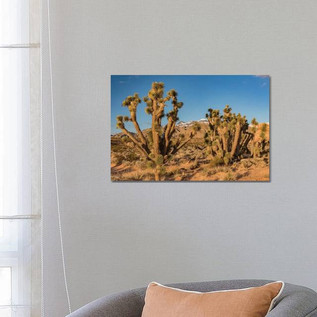 Joshua Trees in the Desert, Virgin Mountains, Gold Butte National Monument, Nevada by Jeff Foott - Wrapped Canvas Photograph (45.72cm H x 66.04cm W x 1.905cm D)