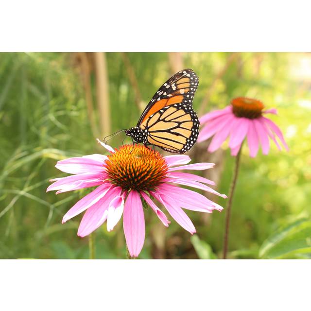 Monarch Butterfly on &#34;Blacksamson Echinacea&#34; Flower - Wrapped Canvas Painting (20cm H x 30cm W x 3.8cm D)