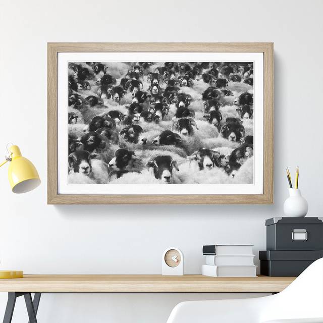Flock of Sheep Vol.2 - Picture Frame Graphic Art - Oak Framed (27cm H x 36cm W x 2cm D)
