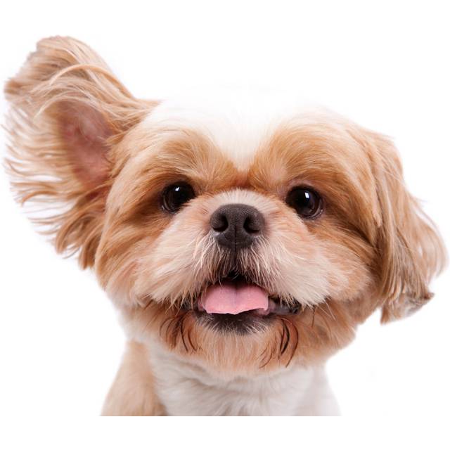 Little Dog - Wrapped Canvas Photograph (61cm H x 91cm W x 3.8cm D)