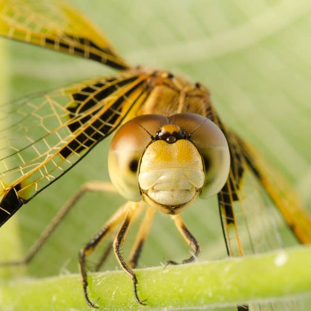 Castanea Dragonfly by Defun - Print (76cm H x 76cm W x 3.8cm D)