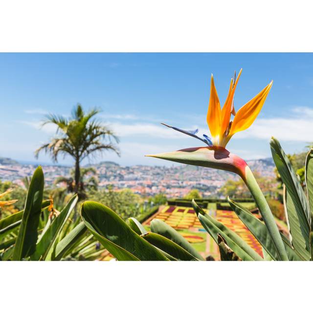 Strelitzia in Botanical Garden of Funchal at Madeira Island - Wrapped Canvas Photograph (61cm H x 91cm W x 3.8cm D)