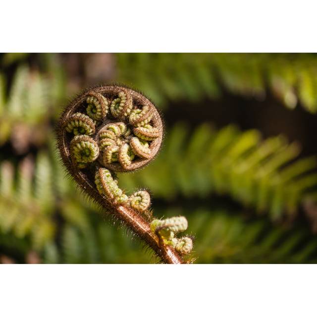 Fern Frond by Patrikstedrak - Wrapped Canvas Photograph (81cm H x 122cm W)