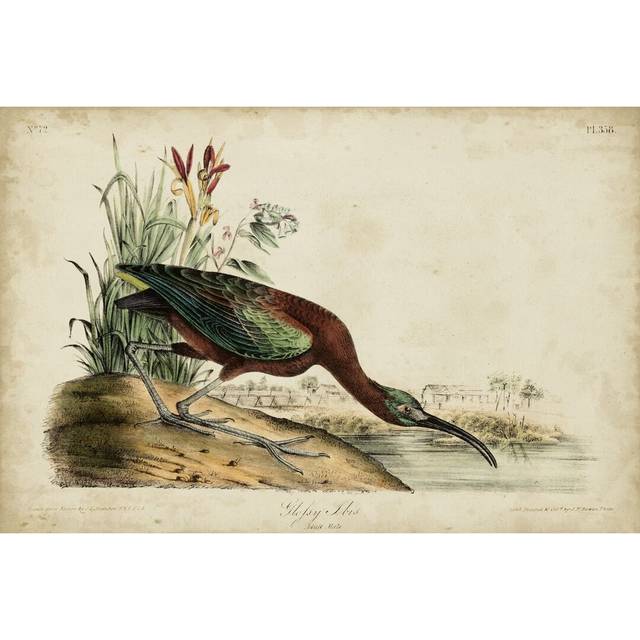 Glossy Ibis by John Audubon - Wrapped Canvas Painting (81cm H x 122cm W)