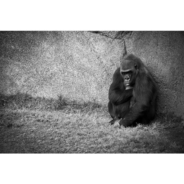 Rohando Lonely Gorilla by ChristianHjortland - Wrapped Canvas Photograph (51cm H x 76cm W x 3.8cm D)