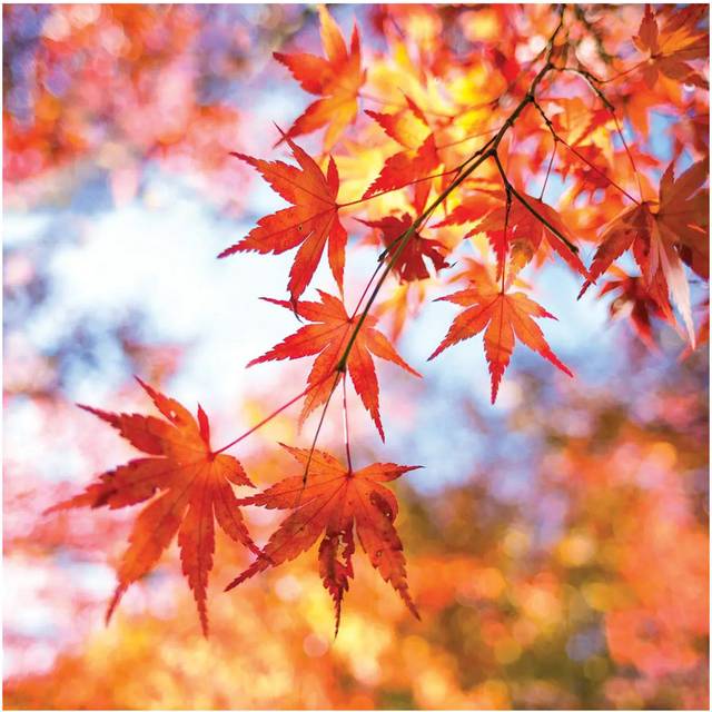 Japanese Maple Tree in Autumn by Jan Becke - Wrapped Canvas Photograph (45.72cm H x 45.72cm W x 3.81cm D)