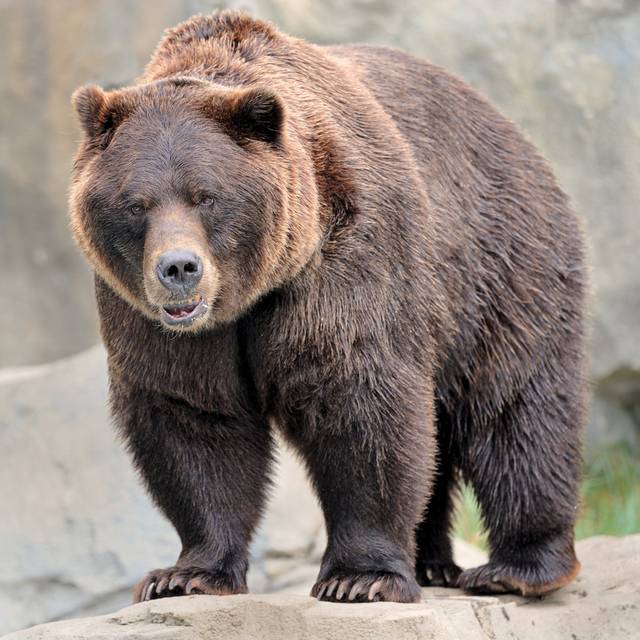 Grizzly Bear by Gnagel - Wrapped Canvas Photograph (51Cm H x 51Cm W)