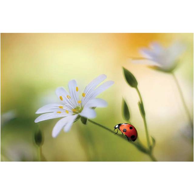 Summer Beauties by Mandy Disher - Wrapped Canvas Photograph (20.32cm H x 30.48cm W x 1.905cm D)