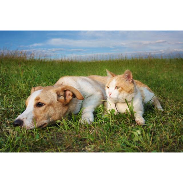 Ginger Cat and Puppy Lying on the Grass by Arkadova - Wrapped Canvas Photograph (81Cm H x 122Cm W)