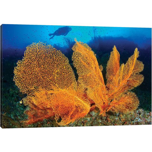 A Diver Looks at Large Gorgonian Sea Fans, Solomon Islands by Steve Jones - Wrapped Canvas Photograph (20.32 cm H x 30.48 cm W)