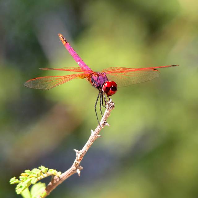 Celise Red Dragonfly - Print (76cm H x 76cm W x 3.8cm D)