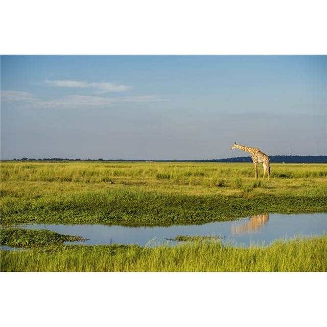 Giraffe Giraffa Camelopardalis Chobe National Park - Kasane Botswana Poster Print - 19 x 12 in.