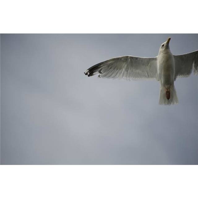 Seagull Poster Print, Large - 36 x 22