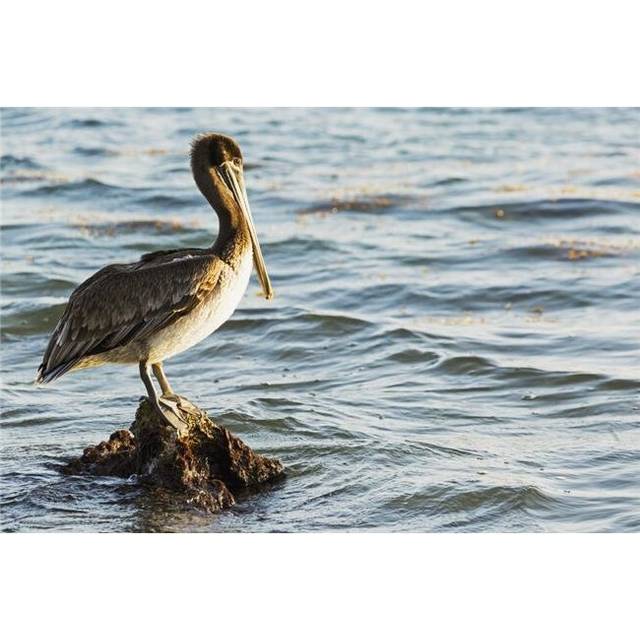 Pelican Perched on A Rock in The Water - Akumal Quintana Roo Mexico Poster Print - 38 x 24 in. - Large