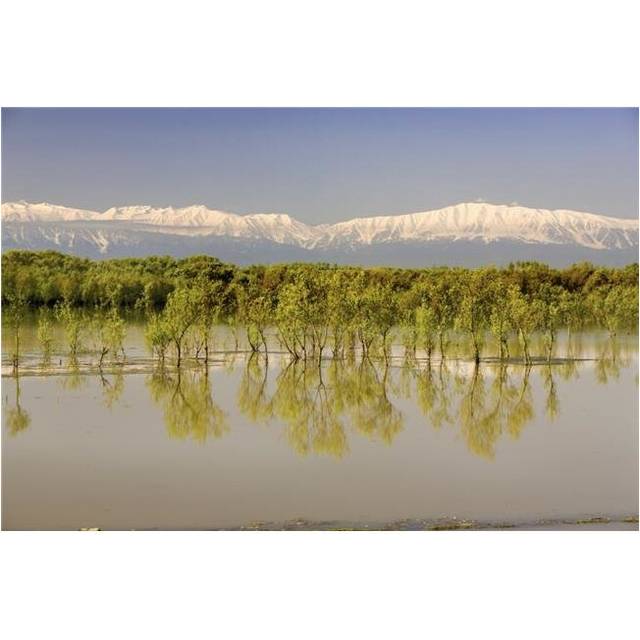 Trees Along Shoreline with Mountains in The Background Poster Print, Large - 36 x 24