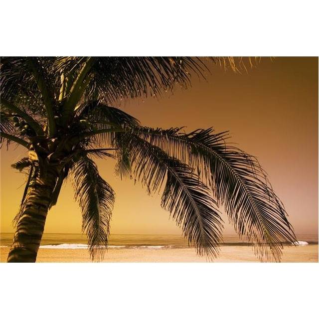 Palm Tree & Sunset in Mexico Poster Print by Darren Greenwood, 38 x 24 - Large
