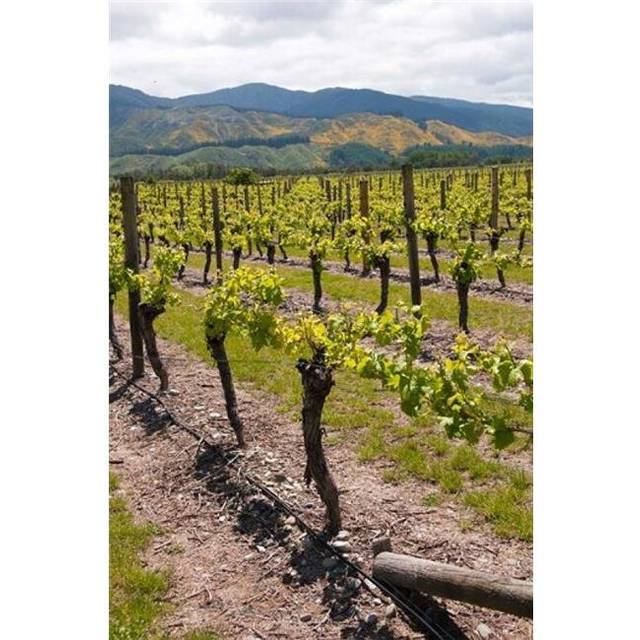 New Zealand Wairau Rivery Winery Vineyard Poster Print by Lee Foster - 15 x 22 in.