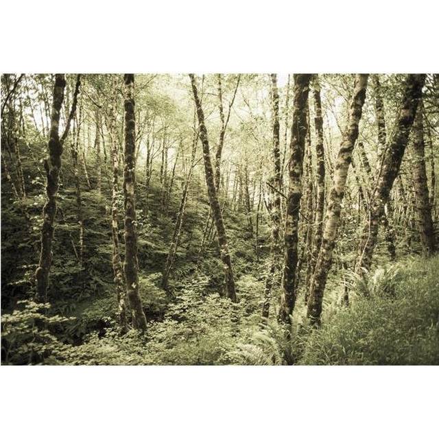 Birch Trees Covered in Moss - Portland Oregon United States of America Poster Print - 38 x 24 in. - Large