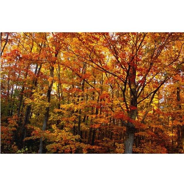 Fall Leaves On Trees Poster Print by David Chapman, 34 x 22 - Large