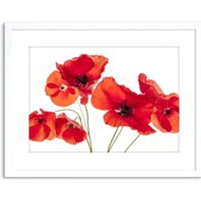 Wall Art Print Photo Nature Flower Poppy Heads Red Petals Artwork Framed 9X7 Inch - White - W7 inch x H9 inch