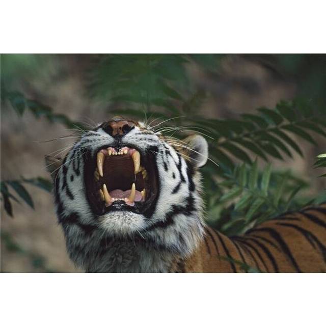 Siberian Tiger Panthera Tigris Bares Fangs Poster Print, 18 x 12