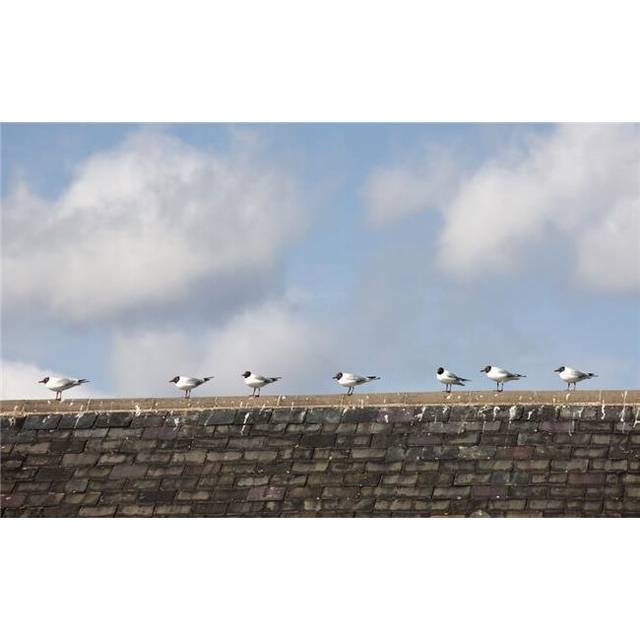 Amble, Northumberland, England - Birds Lined Up In A Row Along The Peak of A Roof Poster Print, 38 x 24 - Large