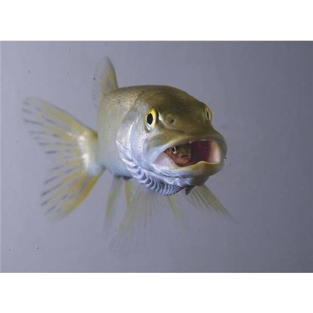 Captive Northern Pike Swallows Rainbow Trout Department of Fish & Game Aquarium Poster Print - 16 x 12 in.