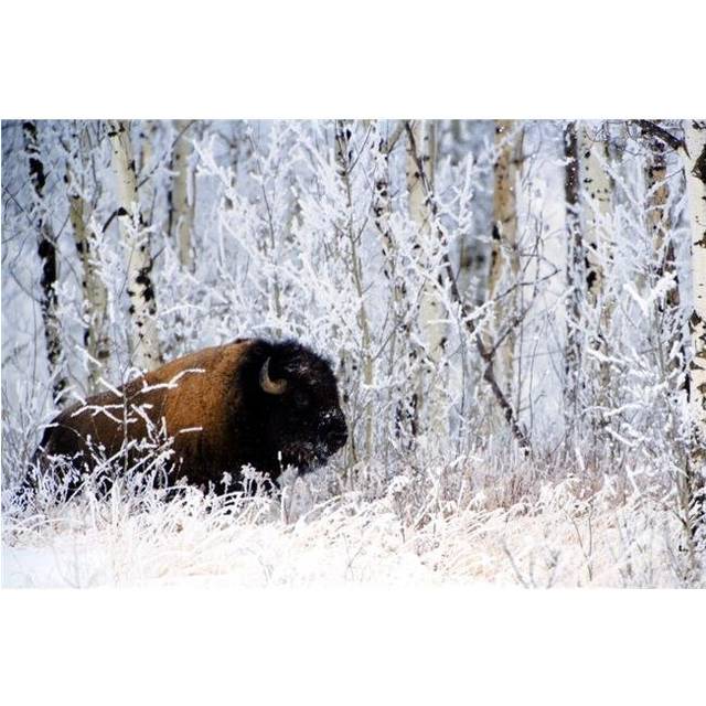 Buffalo in The Snow Poster Print by Richard Wear, 34 x 22 - Large