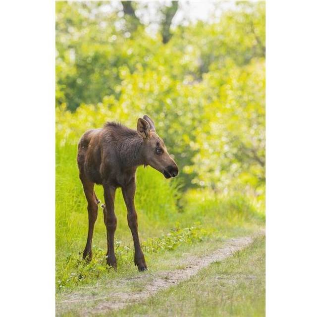 Moose Calf in Kincaid Park Anchorage Southcentral Alaska Summer Poster Print by Michael Jones, 12 x 19