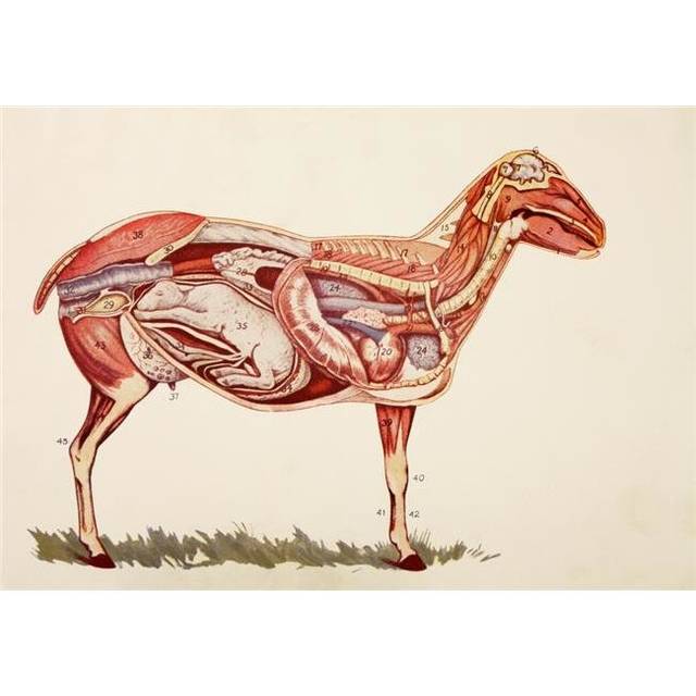 Internal Organs of A Sheep Ewe From Virtues Household Physician Published London 1924 Poster Print, 34 x 24 - Large