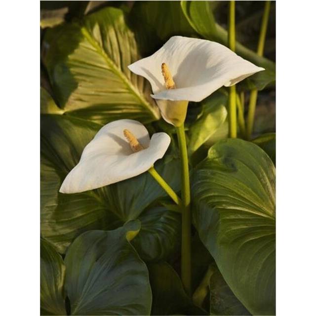 Lily At Sunset - Thunder Bay Ontario Canada Poster Print by Susan Dykstra, 13 x 17