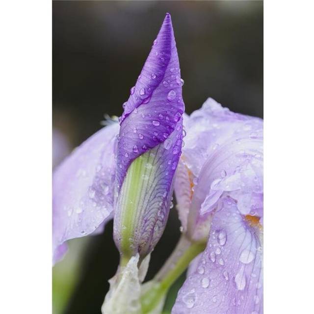 Close Up of Iris - Quebec Canada Poster Print - 24 x 36 in. - Large