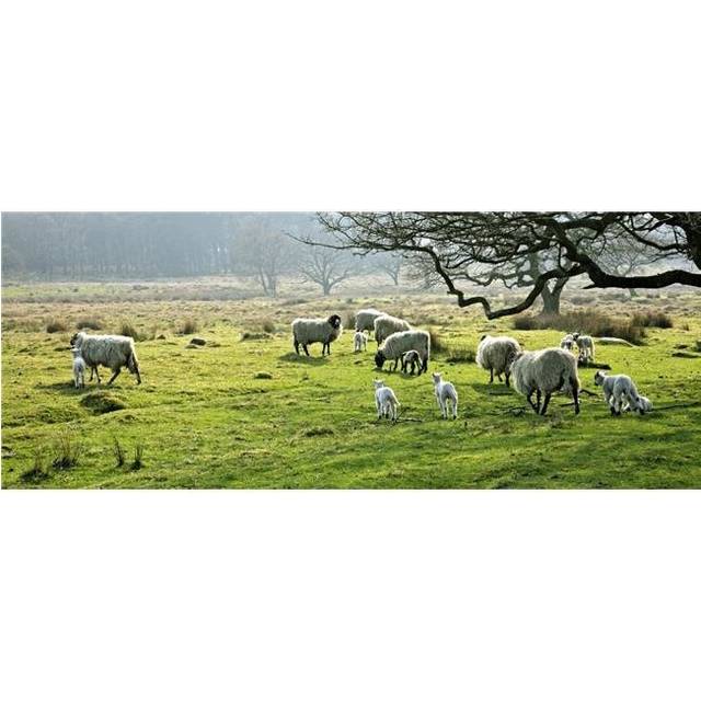 Sheep Grazing in a Pasture Derbyshire England Poster Print by John Doornkamp, 36 x 14 - Large