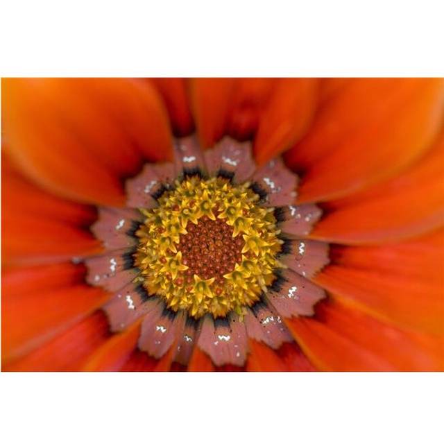 Lake of The Woods Ontario Canada - Colourful Flowers in Bloom Poster Print, 19 x 12