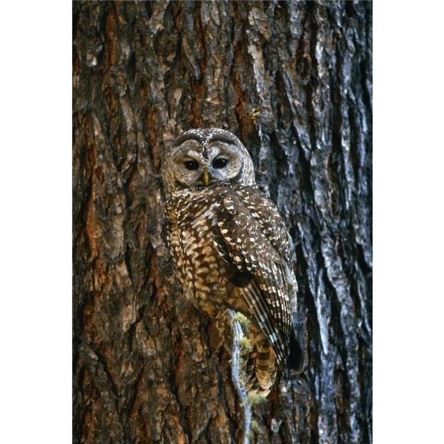 Mexican Spotted Owl Camouflaged Against Tree Bark Poster Print by Natural Selection David Ponton, 24 x 36 - Large