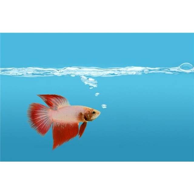 Fighting Fish Under Water Poster Print by Don Hammond, 34 x 22 - Large