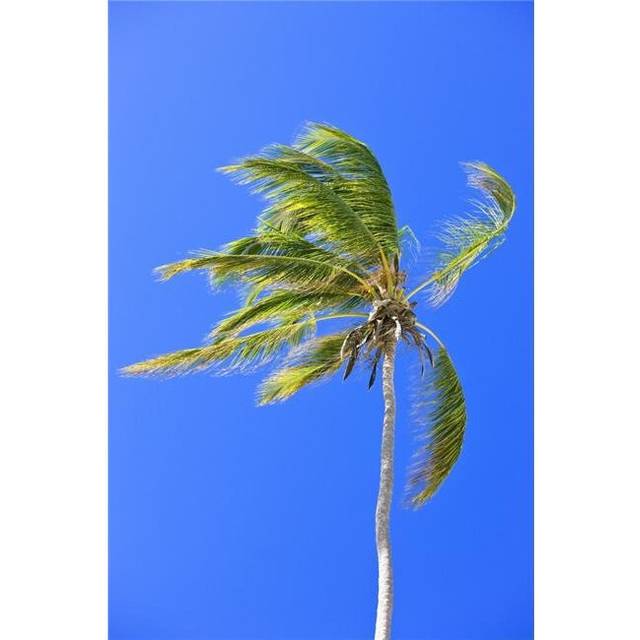 Palm Tree Against Clear Blue Sky Poster Print by Carson Ganci, 24 x 38 - Large