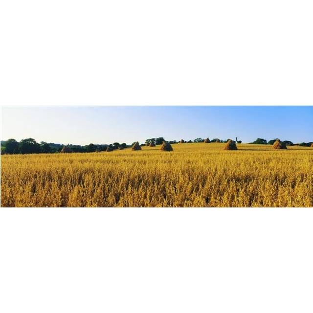 Co Down Ireland - Oats Poster Print by The Irish Image Collection, 44 x 14 - Large