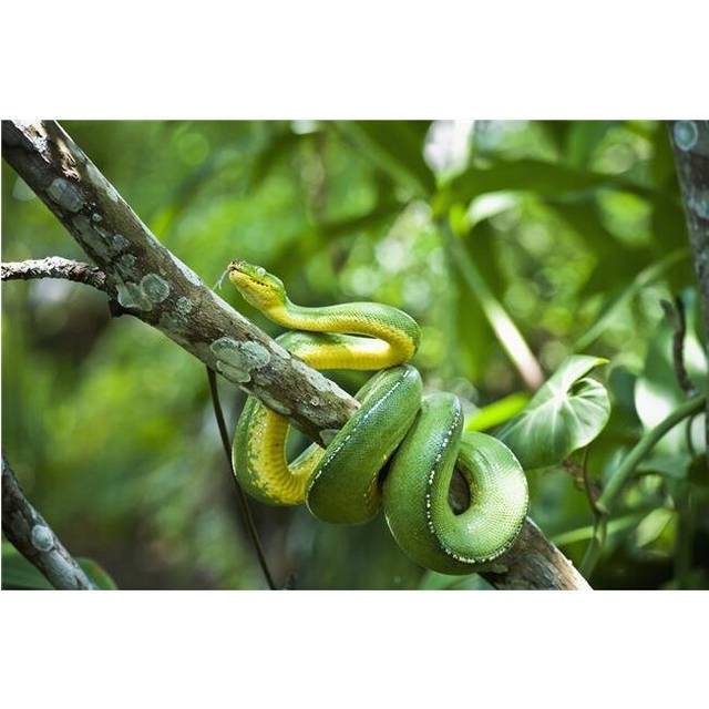 Green Tree Snake Dendrelaphis Punctulata - Madang Province Papua New Guinea Poster Print - 38 x 24 in. - Large
