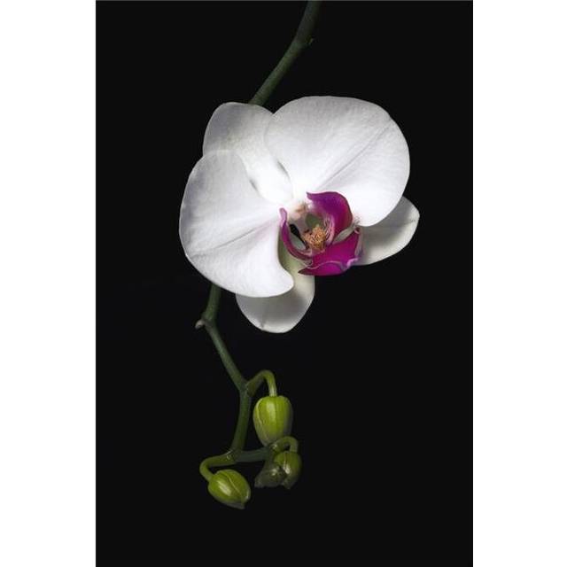 Orchid Poster Print by David Chapman, 24 x 36 - Large