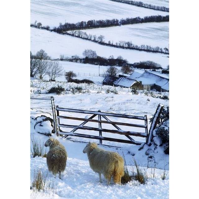 Sheep Ireland - Sheep & A Farm During Winter in Ireland Poster Print, Large - 24 x 36