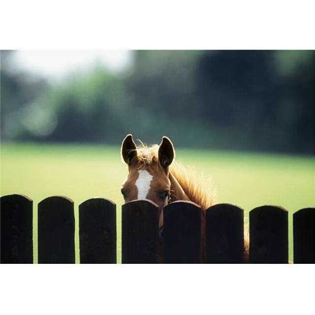 Thoroughbred Horses Foal Looking Over Fence Poster Print by The Irish Image Collection, 18 x 12